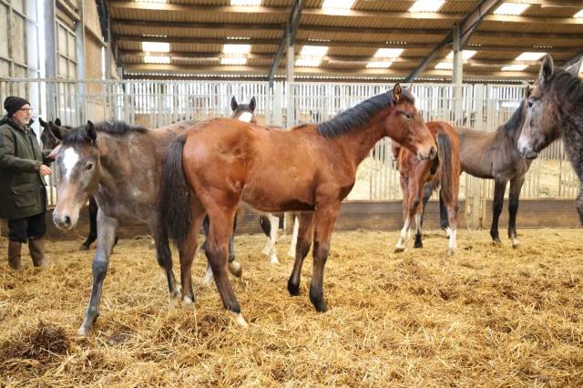 Poulain de 1 ans par Rahotep de Toscane