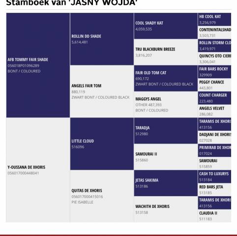 Poulain m&acirc;le 2025