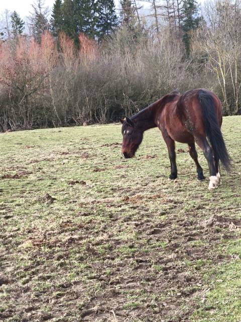 Jument a confi&eacute;e pour compagnie