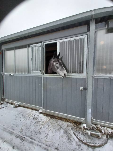 Jument z - Camille c - 2020