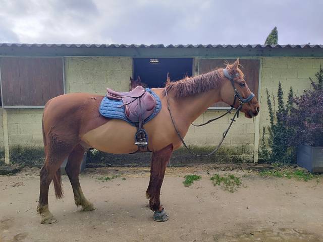 Selle Mono quartier Chiberta O Devoucoux 17,5' 