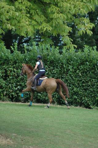 Cheval &agrave; vendre super gentil polyvalent:  obstacles, cross ou dressage 