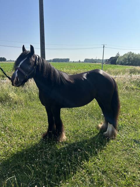 CLAUDE - 6ans - Ponette Irish Cob