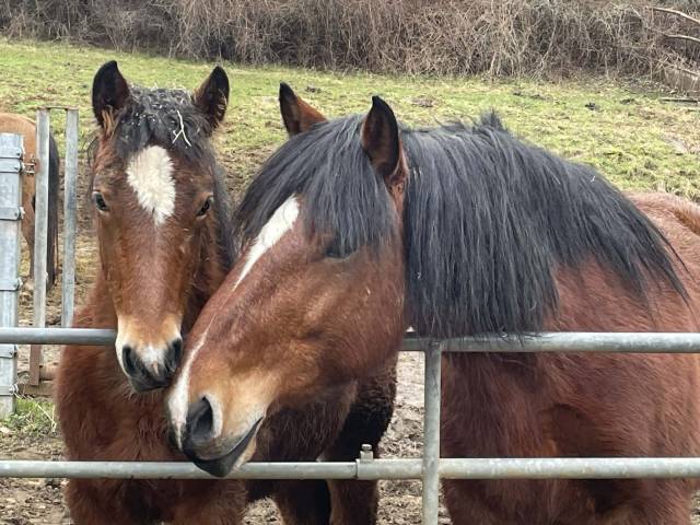 Jeune Jument cheval ardennais plein papier