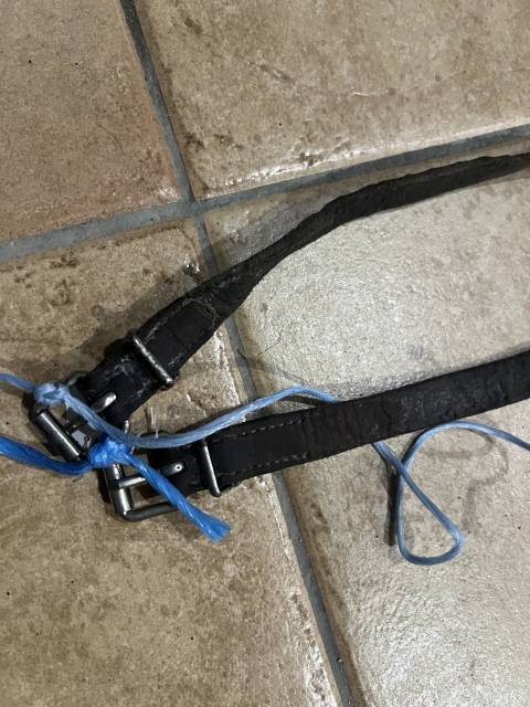 Lire texte &Eacute;quitation cheval chien cuir muserole 