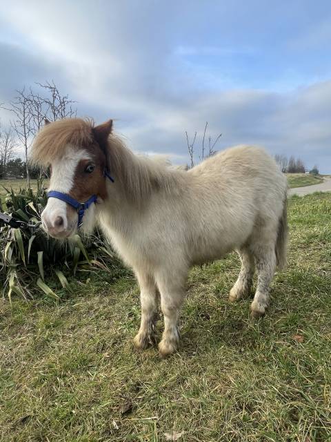 Shetland 2 ans 