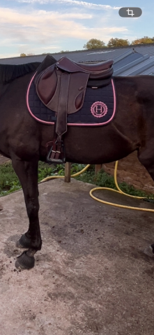 Selle Boeckelo Forestier 2025