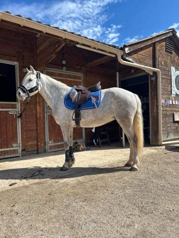Selle Forestier  Prem&rsquo;s, si&egrave;ge 17 pouces.