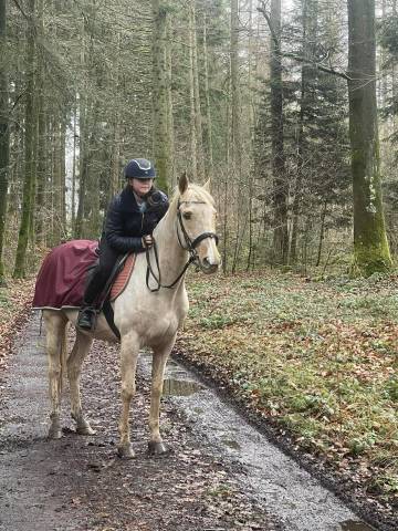 Joli hongre palomino de 16ans 