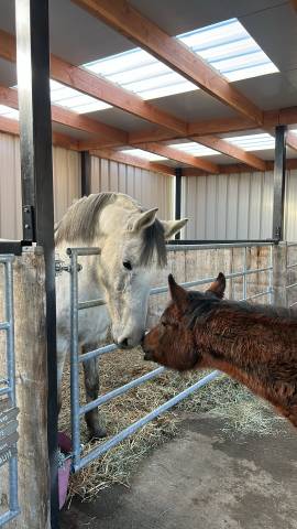 Jument Zangersheide Papillon Z / Quintus