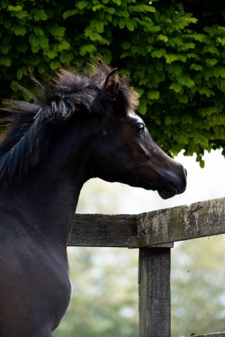 Etalon pur sang arabe noir homozygote