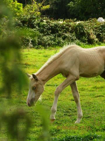? Pouliche palomino yeux bleus &ndash; futur cheval de sport