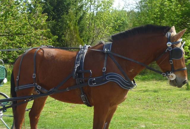 Harnais synth&eacute;tique