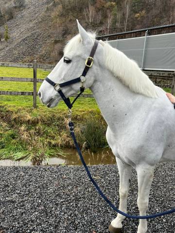 Poney &agrave; vendre 