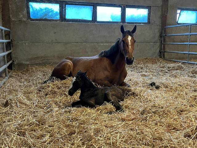 Poulini&egrave;re Zangersheide  ,8y 