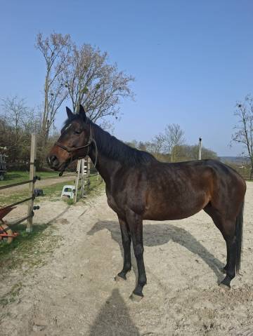 Jument poulini&egrave;re &agrave; vendre 