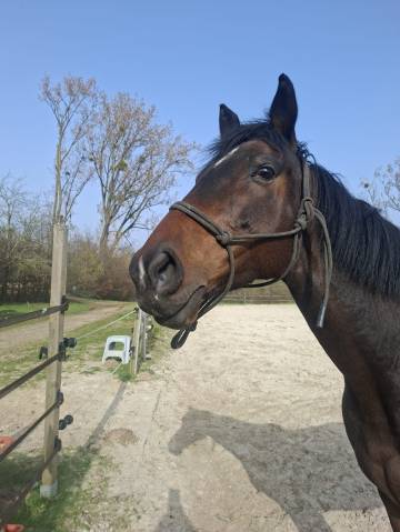 Jument poulini&egrave;re &agrave; vendre 