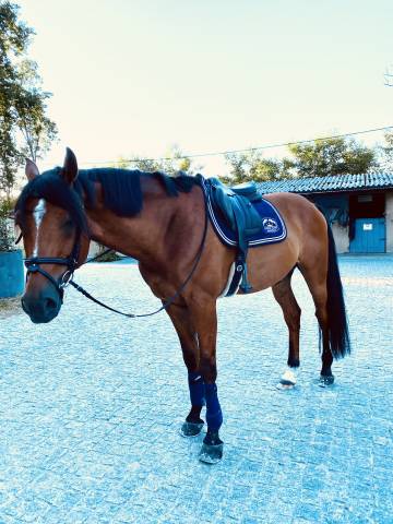 Selle Forestier S&eacute;oul 2024 