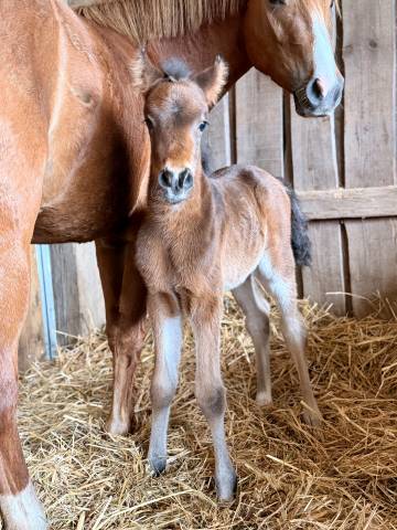 Poulain 2026 origines pour le dressage - poney D 