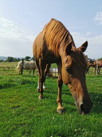 Jument anglo-arabe 11 ans