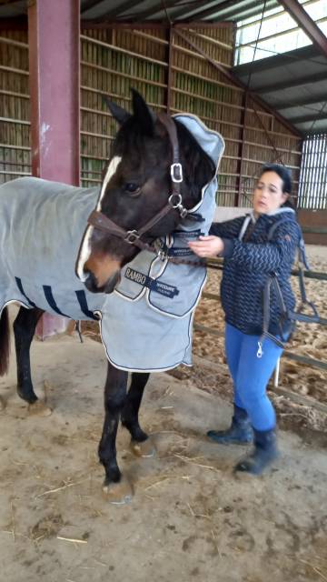 Couverture anti mouche Horse Ware 