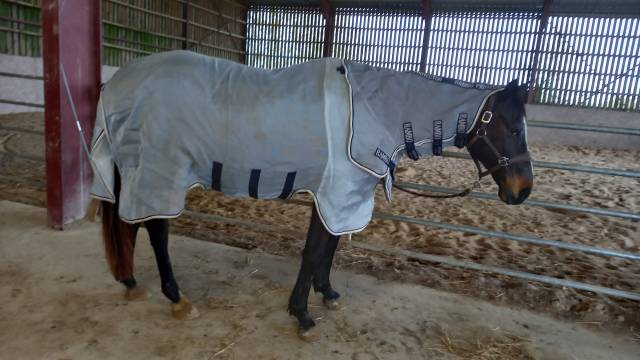 Couverture anti mouche Horse Ware 