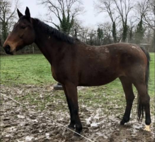 Pouliniere SF par ideal de la loge