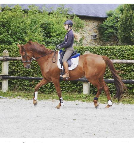 Chevaux &agrave; placer 