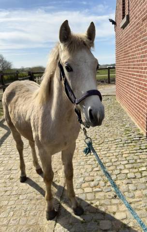 Poulain m&acirc;le de 2025 avec avenir sportif