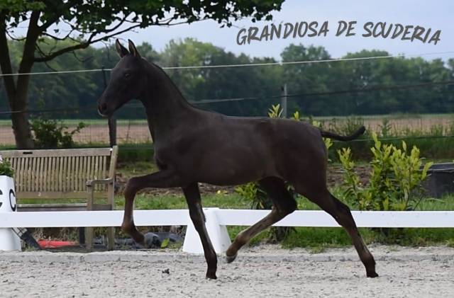  Pouliche noire pure race espagnole