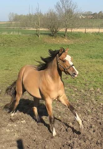 Jument appaloosa PP (ApHC) de 2024