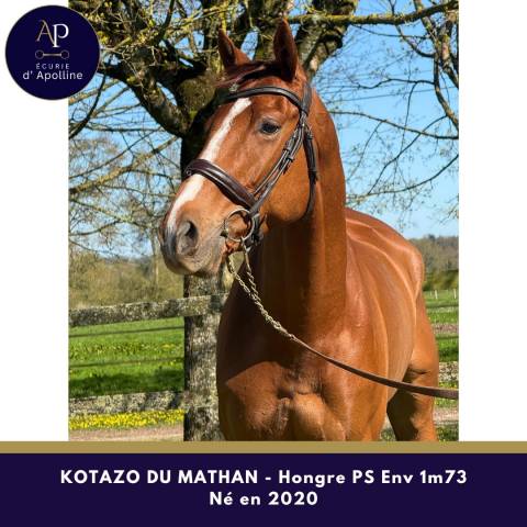 6 ans env 1m73 magnifique cheval pour tr&egrave;s bonne maison