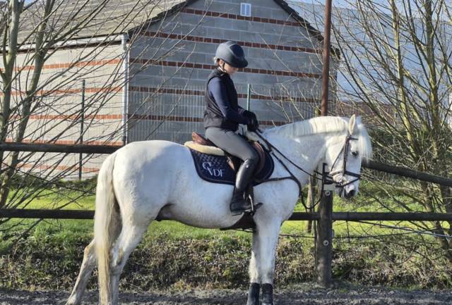 Cheval professeur  de 16 ans