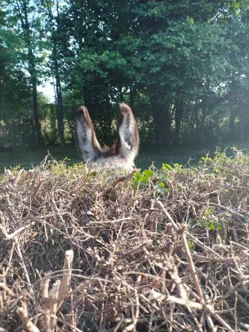 &Acirc;ne du Cotentin hongre 6 ans - tr&egrave;s doux, papiers ok