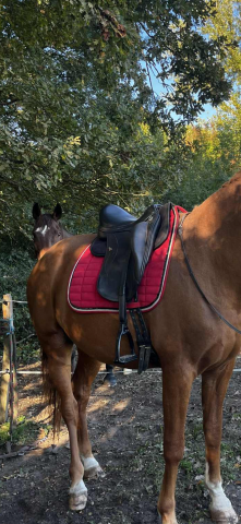 Selle dressage &eacute;quipe 16,5 pouces 