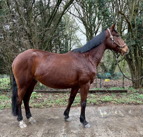 Jument de loisirs /poulini&egrave;re