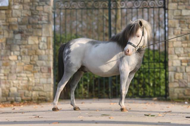 Miniature am&eacute;ricain