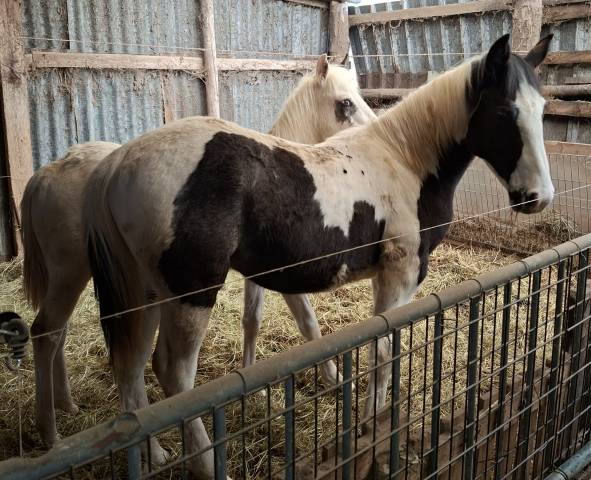 Poulain pie tobiano noir &oelig;il bleu. Pour loisir