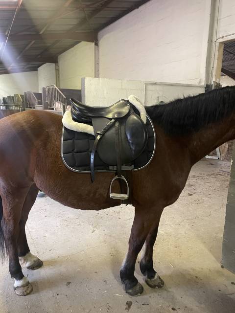 Selle forestier taille 17