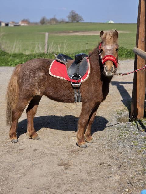 Ponette de confiance et d'exp&eacute;rience 
