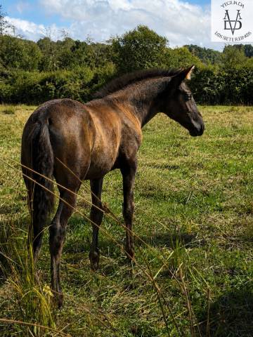 Pouliche PRE noire Prl ou noire Cr &agrave; vendre