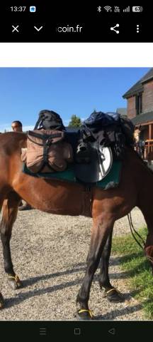 Selle Stubben Scout 17"5