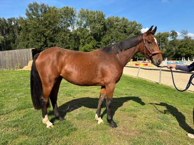 Jument de 4 ans, belles allures, id&eacute;ale amateur