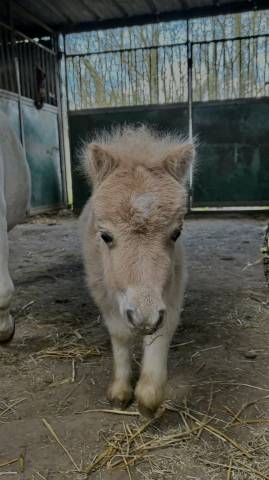 Poulain shetland m&acirc;le &agrave; r&eacute;server 