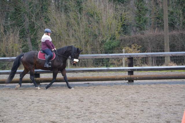 Jument Oldenbourg &agrave; vendre 