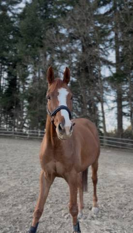 Hongre de 5 ans &agrave; vendre 