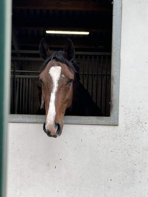 Magnifique hongre jobolonsky x landor s