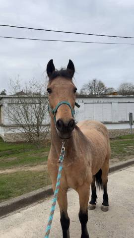 Poney &agrave; vendre 
