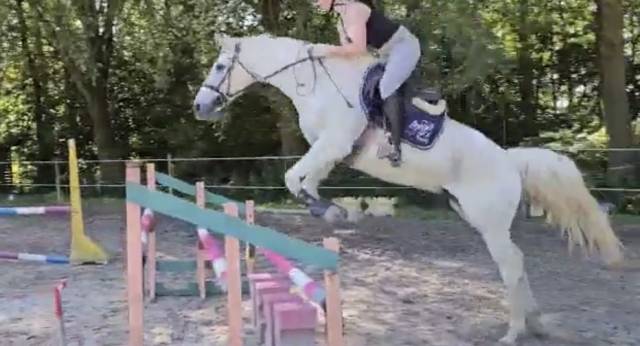 SF 14 ans - hongre d&rsquo;exp&eacute;rience et ultra fiable