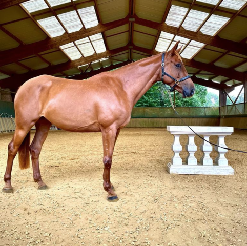 Jument SF pour loisir ou repro